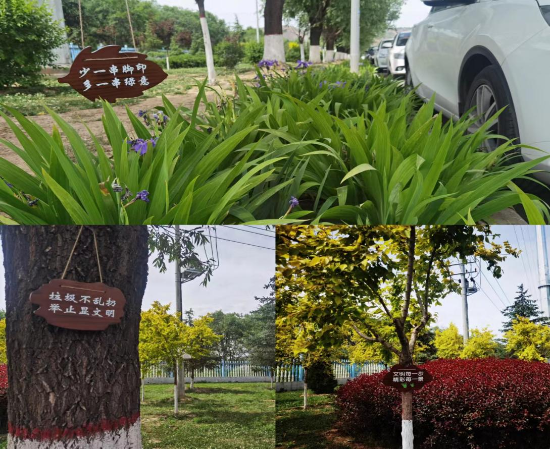 立足精細(xì)化管護 助推綠化水平提升(圖2)
